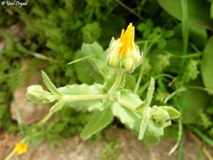 Calendula pachysperma