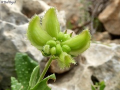 Calendula pachysperma