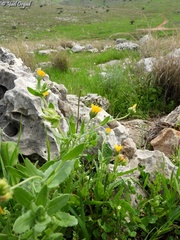 Calendula pachysperma