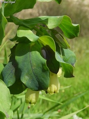 Cerinthe palaestina