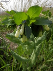 Cerinthe palaestina