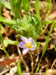 Convolvulus pentapetaloides