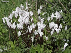 Cyclamen persicum