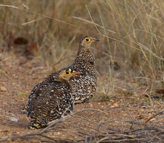 Pterocles bicinctus multicolor