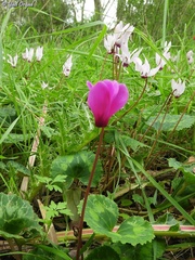 Cyclamen persicum