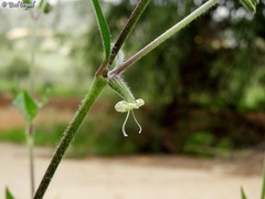 Silene dichotoma
