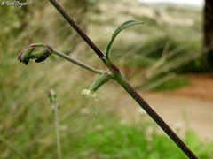 Silene dichotoma