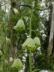 Fritillaria persica