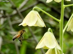 Andrena melittoides