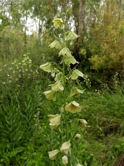 Fritillaria persica