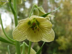Fritillaria persica