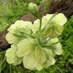 Fritillaria persica