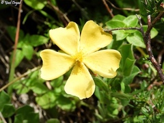 Fumana arabica
