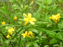 Chrysojasminum fruticans