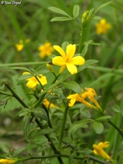 Chrysojasminum fruticans