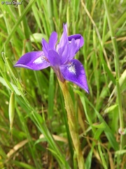 Moraea sisyrinchium
