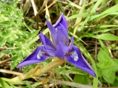 Moraea sisyrinchium