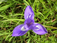 Moraea sisyrinchium