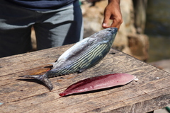 Sarda orientalis