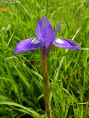 Moraea sisyrinchium