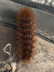 Lophocampa argentata