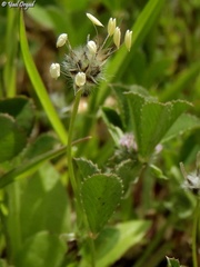 Plantago lagopus