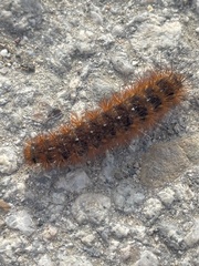 Lophocampa argentata