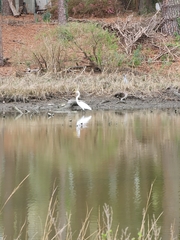 Ardea alba