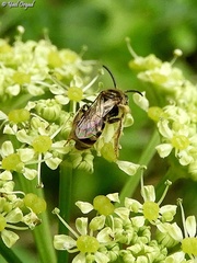 Lasioglossum