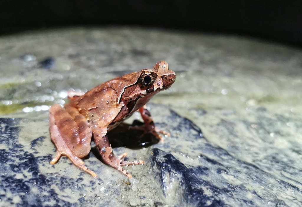 Boulenophrys sangzhiensis
