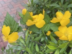 Kerria japonica