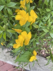 Kerria japonica