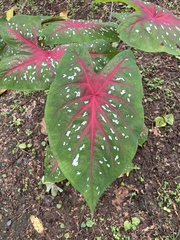 Caladium bicolor image