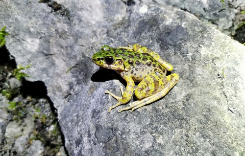 Odorrana ichangensis