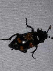 Nicrophorus sayi