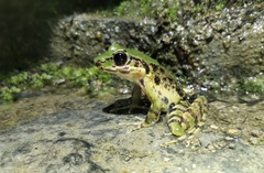 Odorrana margaretae