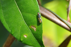 Dilobopterus exaltatus