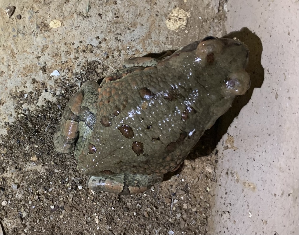 African Red Toad From Livingstone Street, Vryburg, Nw, Za On March 22 