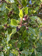 Pittosporum colensoi