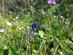 Bellevalia dubia boissieri