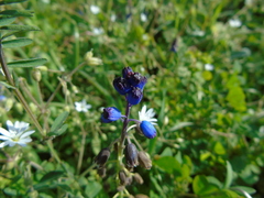 Bellevalia dubia boissieri