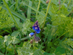 Bellevalia dubia boissieri