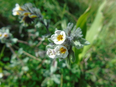 Alkanna corcyrensis