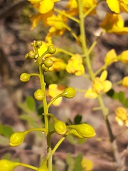Erythrostemon mexicanus