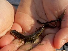 Lissotriton vulgaris