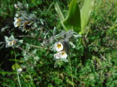 Alkanna corcyrensis