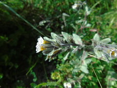 Alkanna corcyrensis