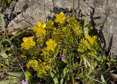 Ranunculus millefoliatus