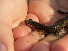 Lissotriton vulgaris