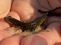 Lissotriton vulgaris